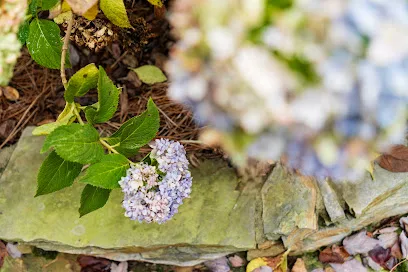 Ideal Landscaping & Irrigation