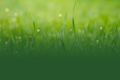 Its Green